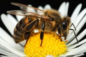 Ape su un fiore
