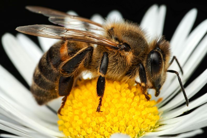 Ape su un fiore