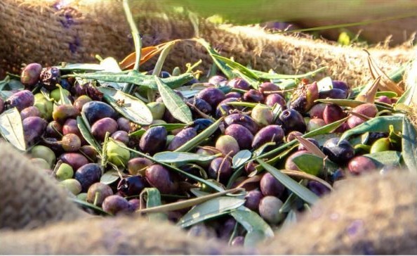 Foto olive appena raccolte
