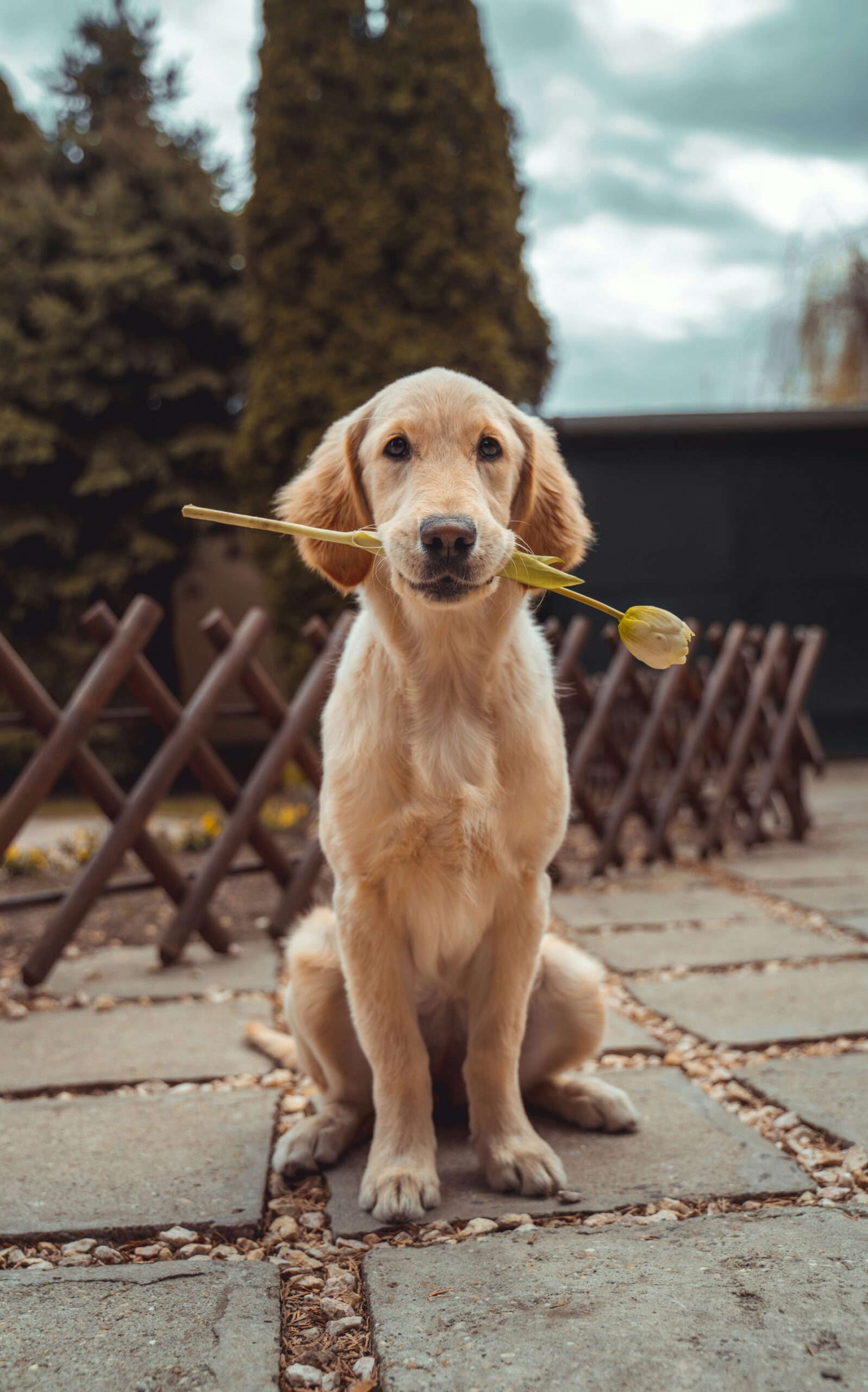 Cane con fiore in bocca